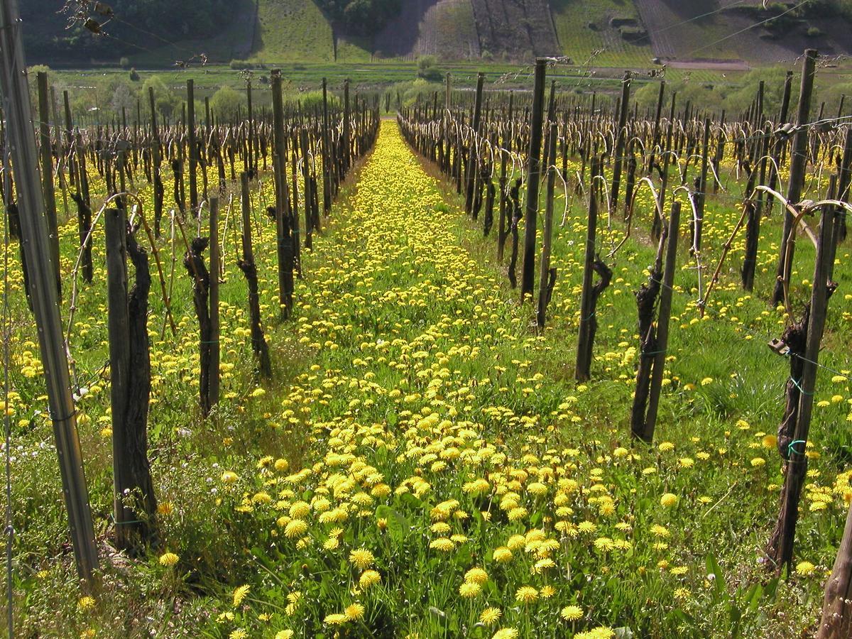 مبيت وإفطار Burg  Ferienweingut Hirschen Schulstrasse المظهر الخارجي الصورة